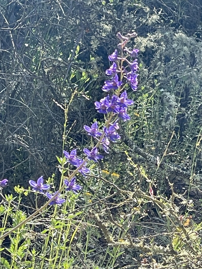 Umbrella Larkspur photo 5