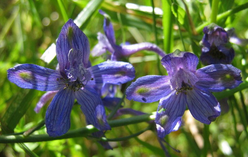 Umbrella Larkspur photo 6