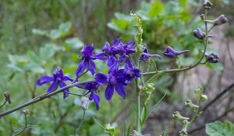 Umbrella Larkspur photo 7