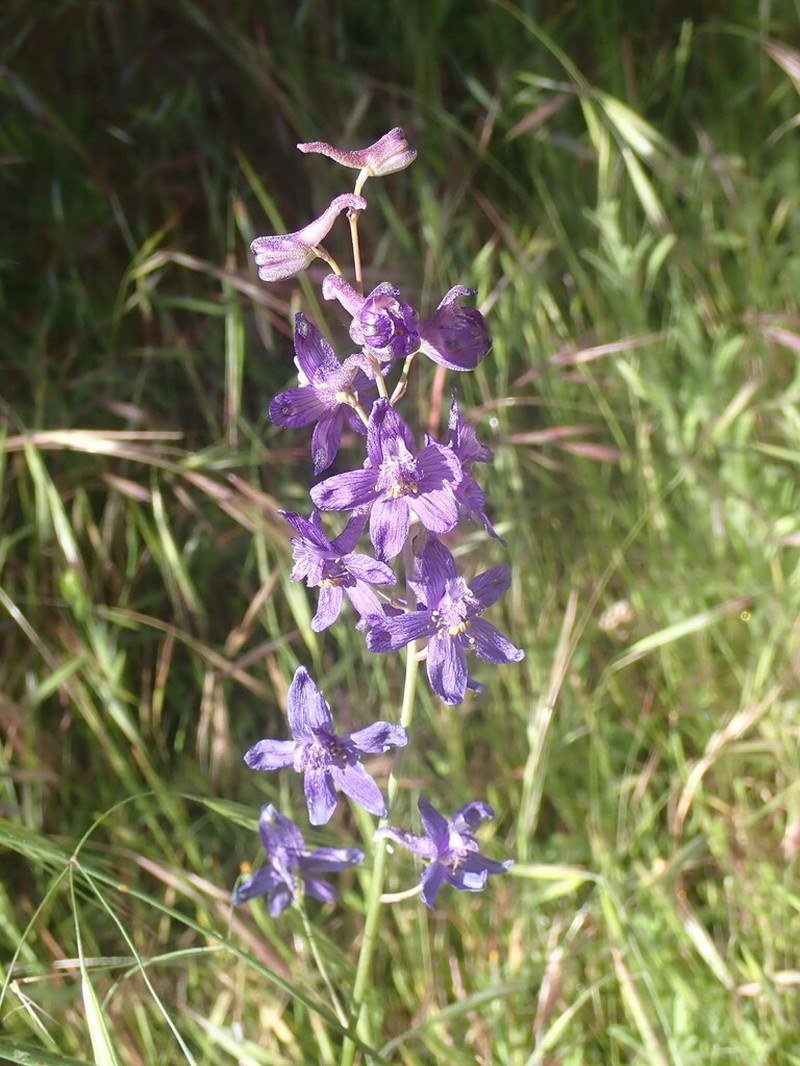 Umbrella Larkspur photo 8