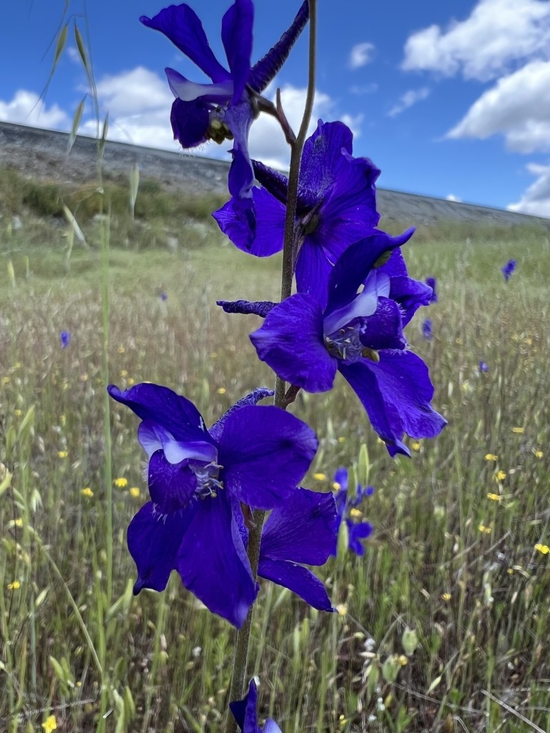 Royal Larkspur