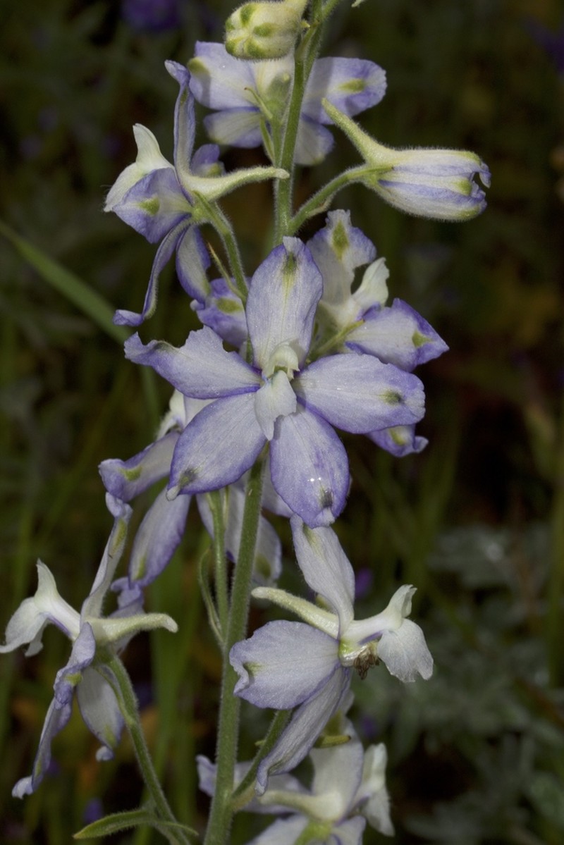 Royal Larkspur photo 2