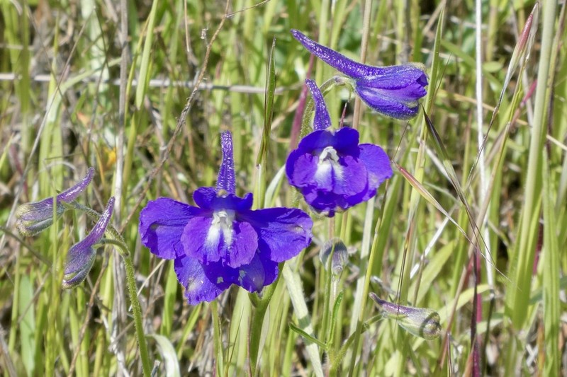 Royal Larkspur photo 3