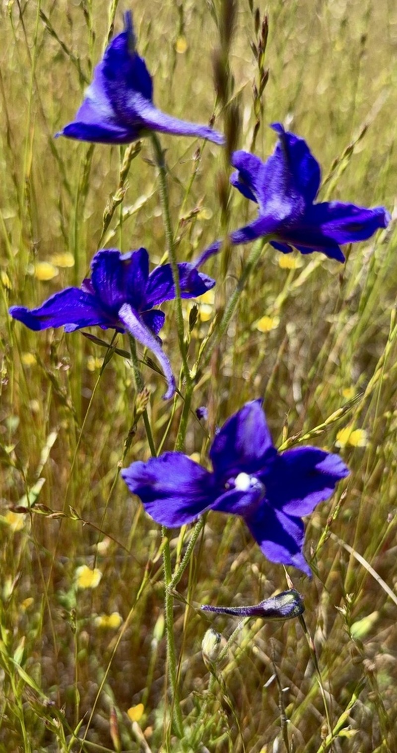 Royal Larkspur photo 4