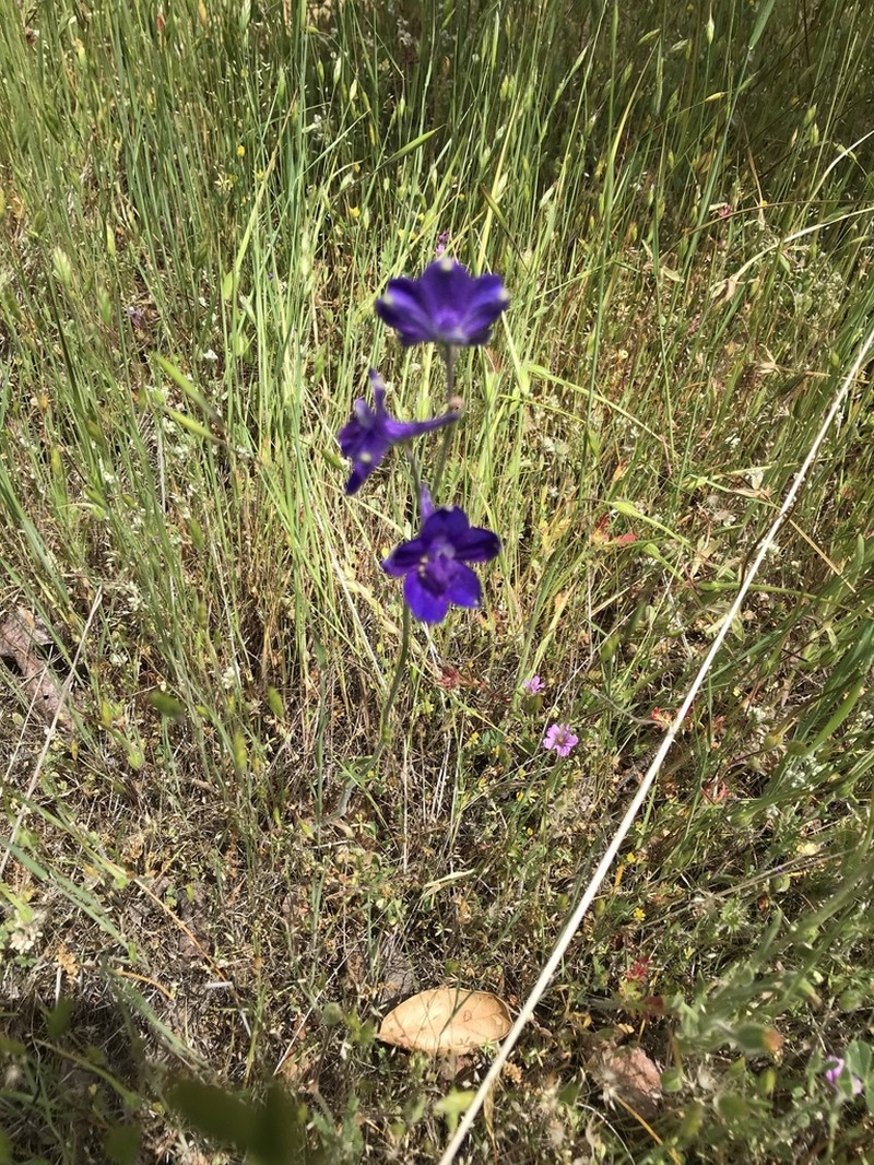 Royal Larkspur photo 5