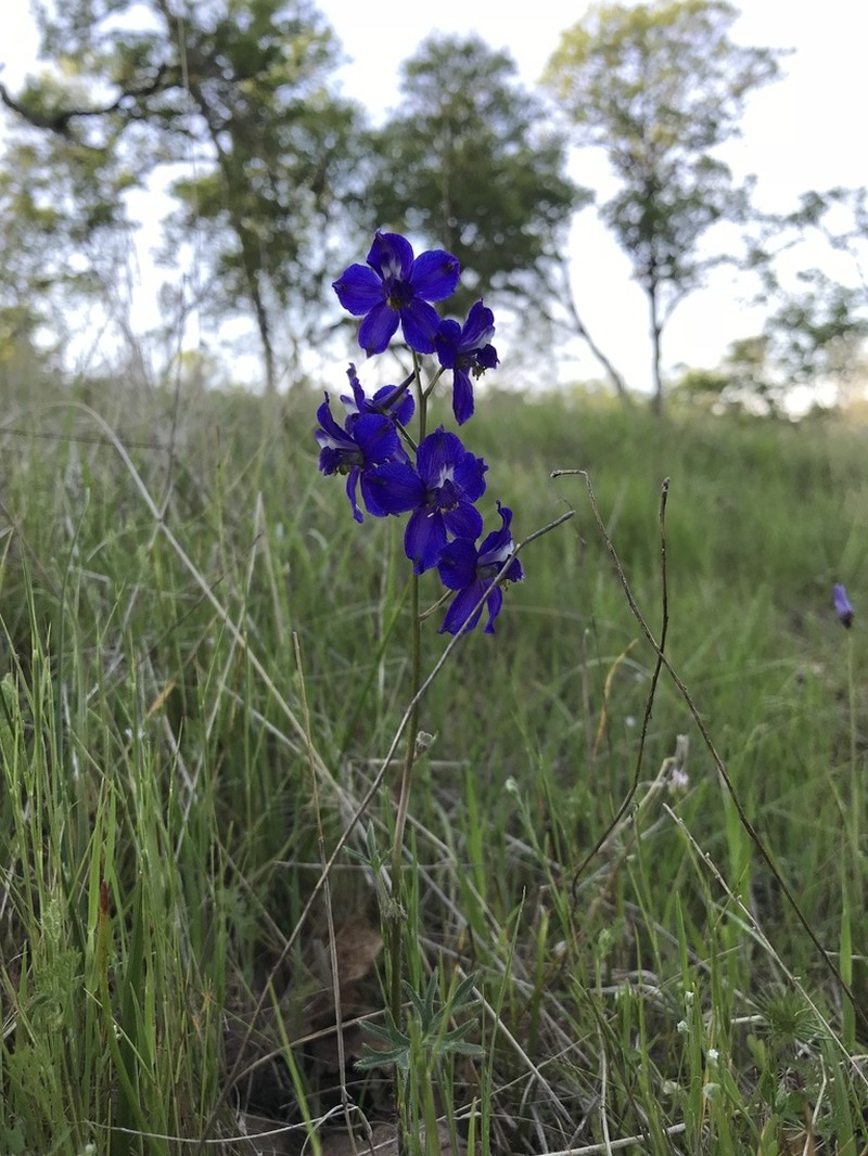 Royal Larkspur photo 6