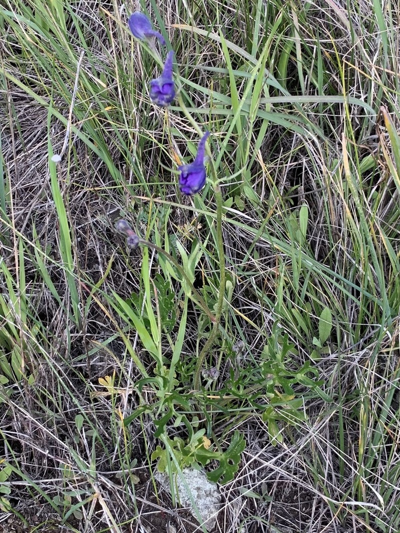 Royal Larkspur photo 7
