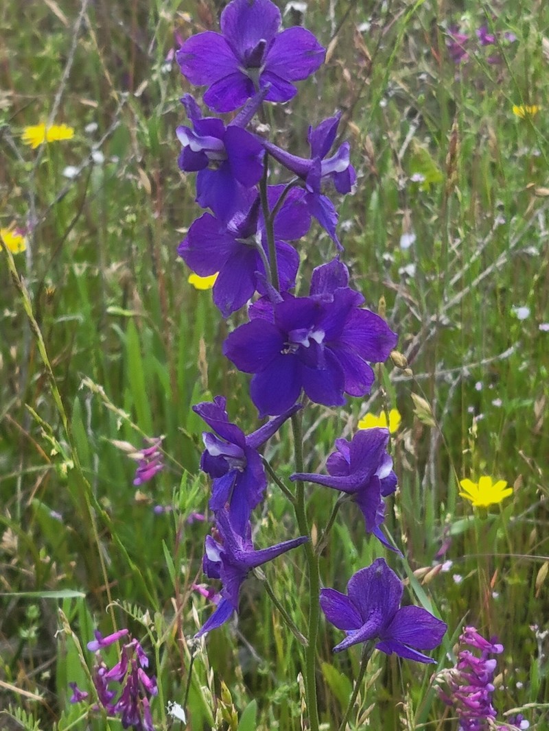 Royal Larkspur photo 8