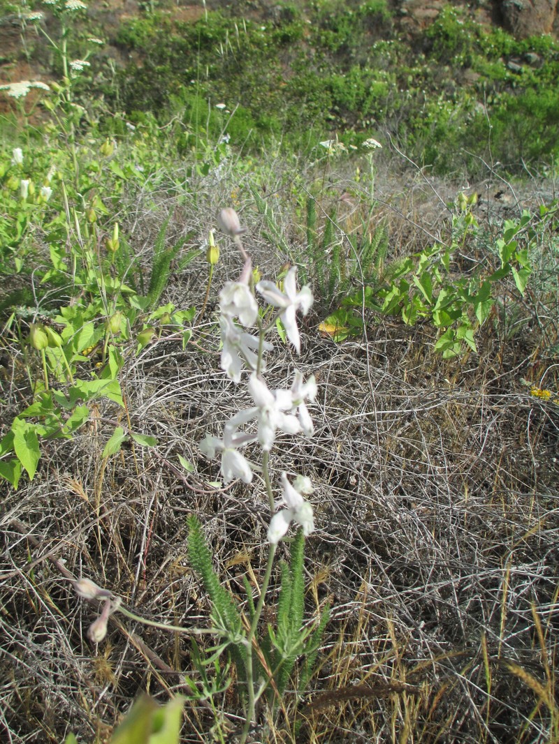 Delphinium variegatum subsp. kinkiense