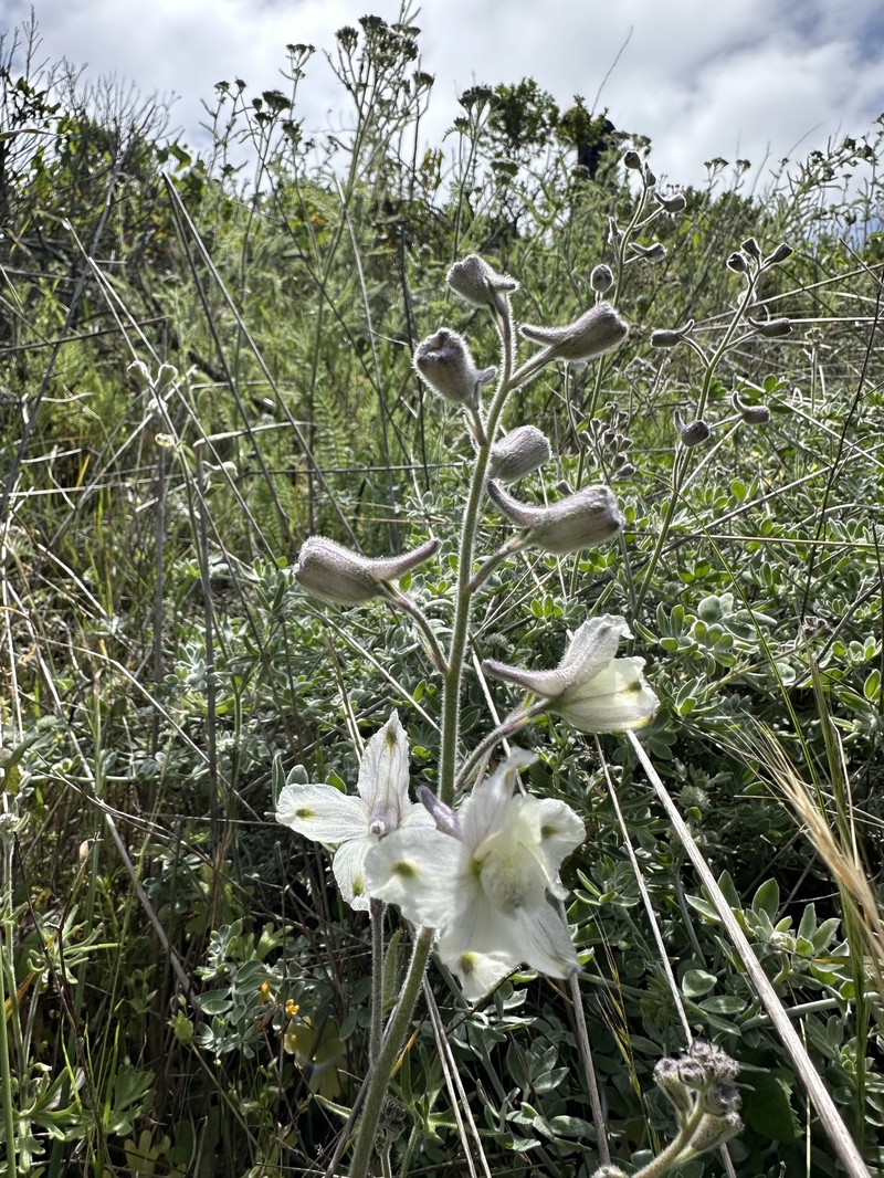Delphinium variegatum subsp. kinkiense photo 2