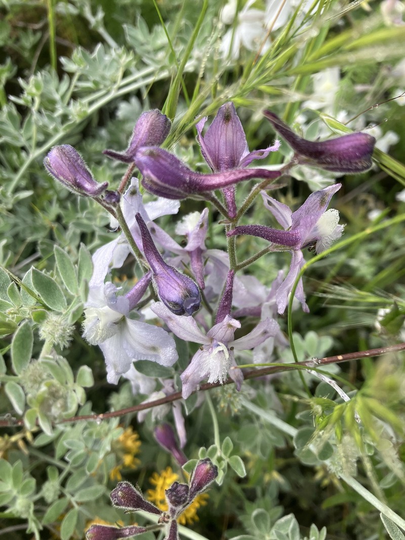 Delphinium variegatum subsp. kinkiense photo 4