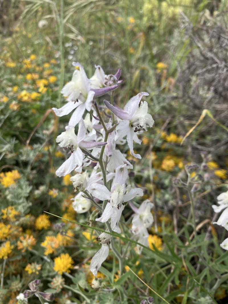 Delphinium variegatum subsp. kinkiense photo 5