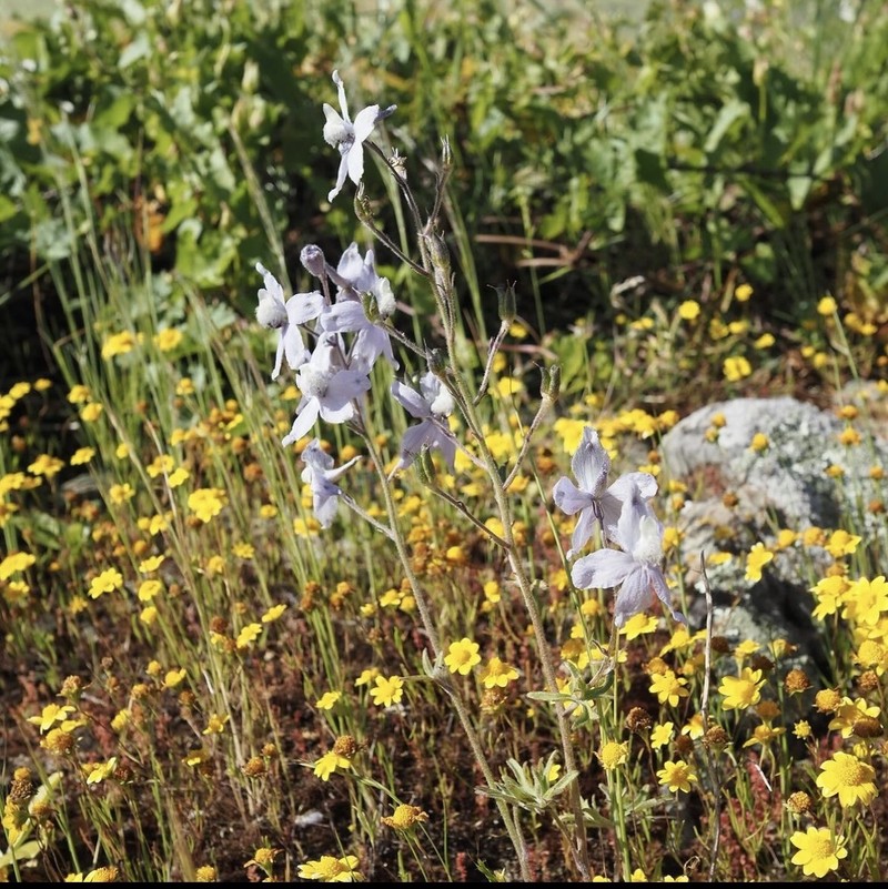 Delphinium variegatum subsp. kinkiense photo 6