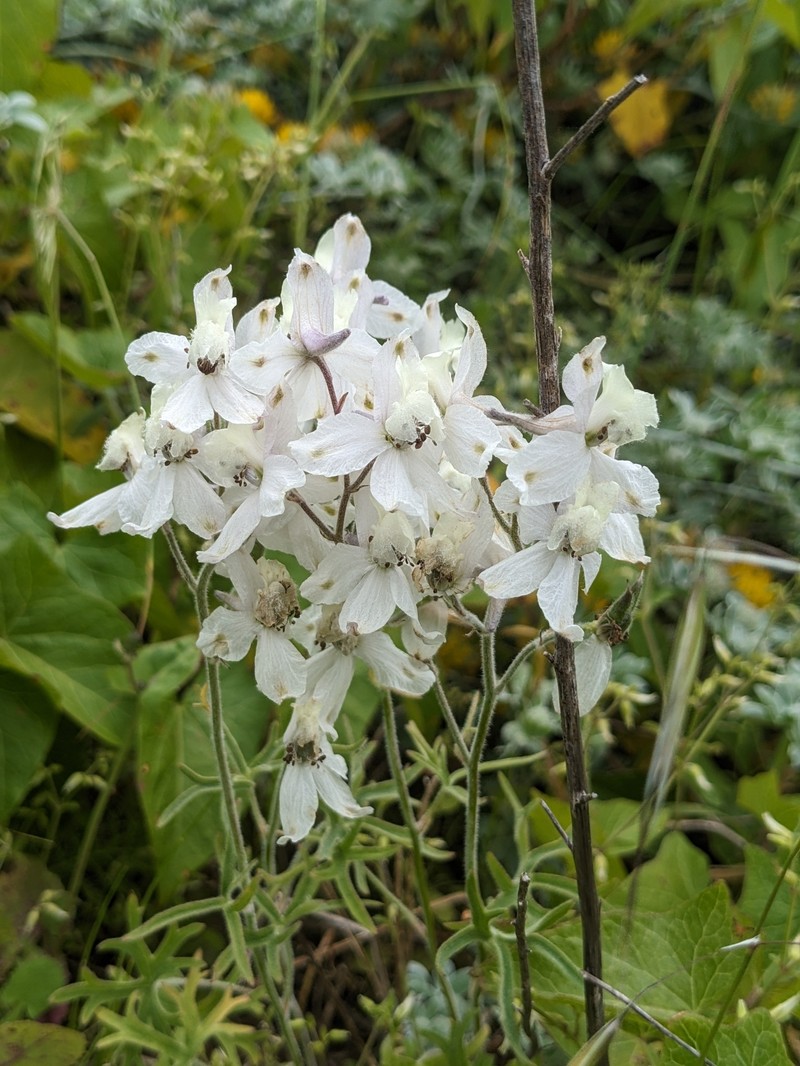 Delphinium variegatum subsp. kinkiense photo 7