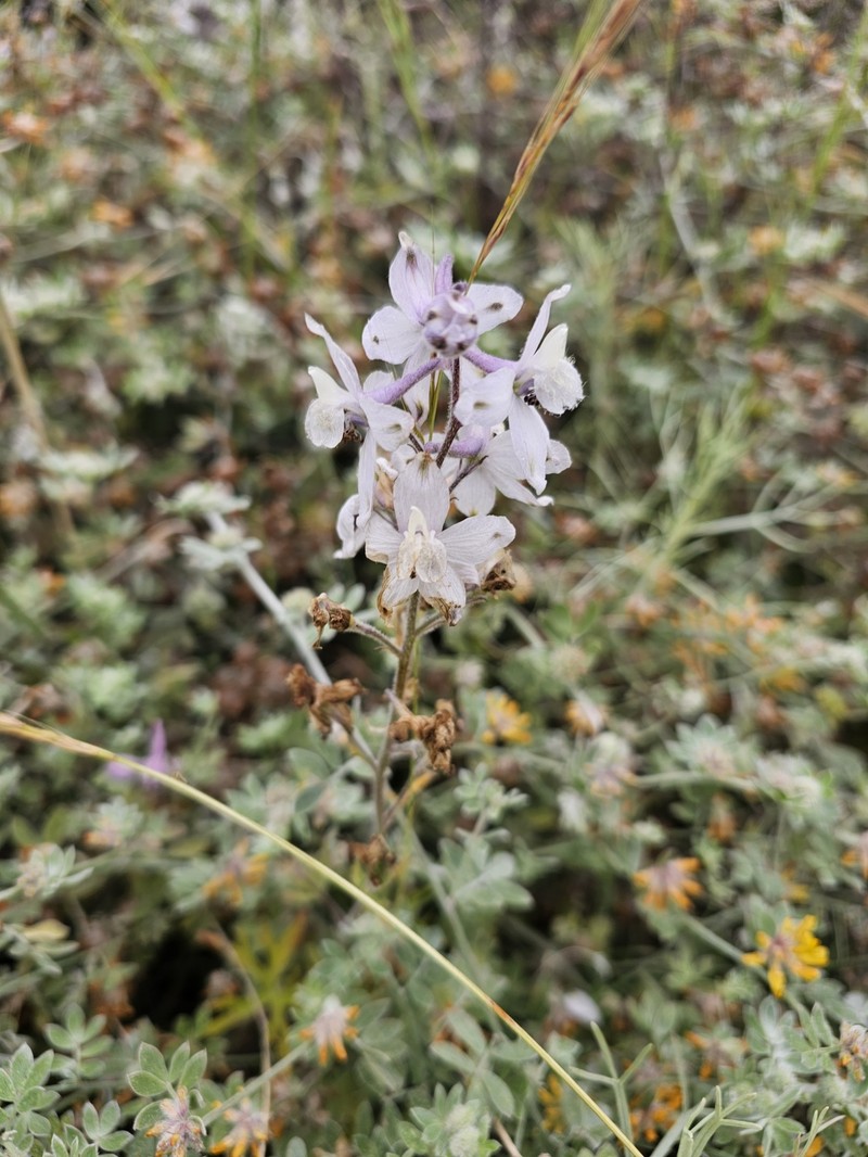 Delphinium variegatum subsp. kinkiense photo 8