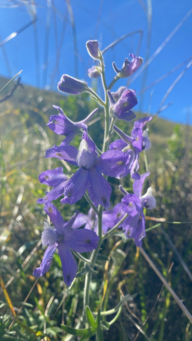 Delphinium variegatum subsp. thornei