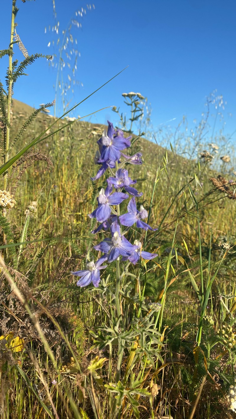 Delphinium variegatum subsp. thornei photo 2