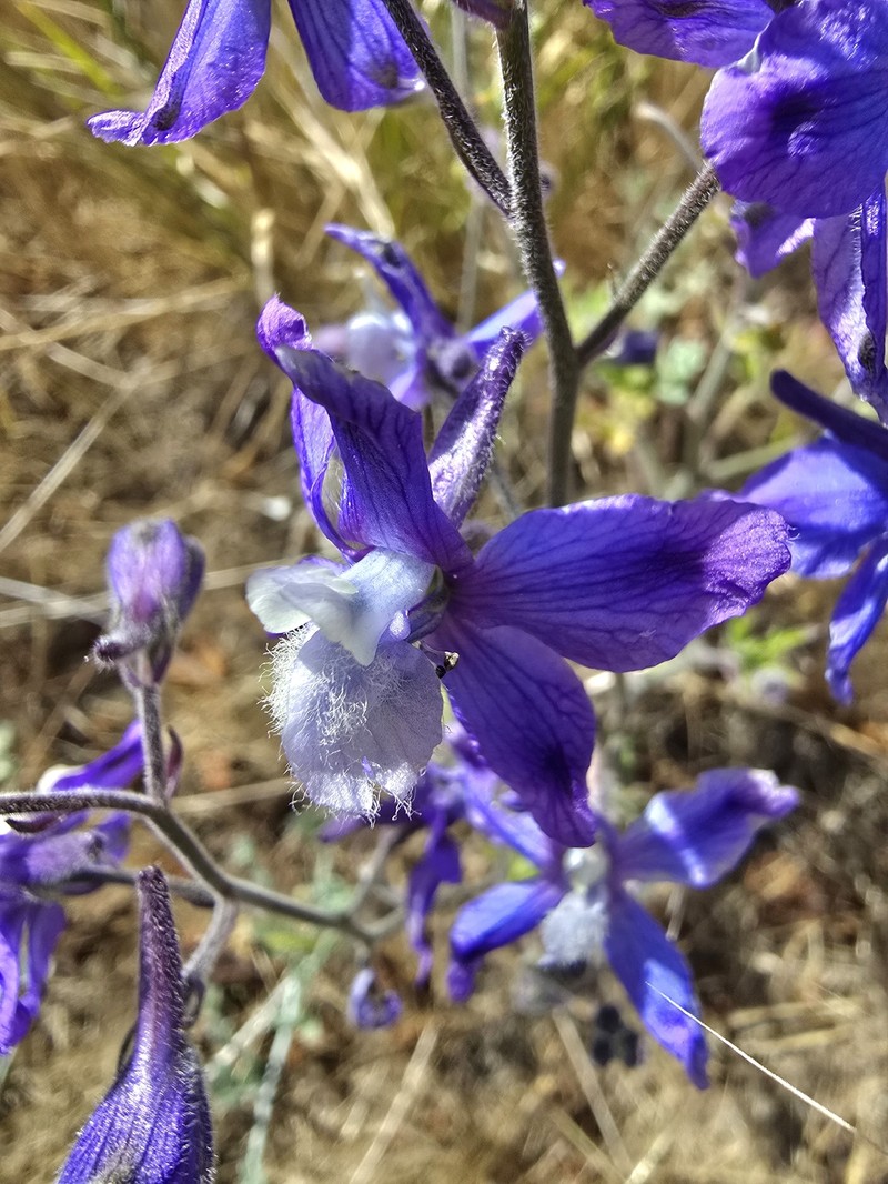 Delphinium variegatum subsp. thornei photo 3