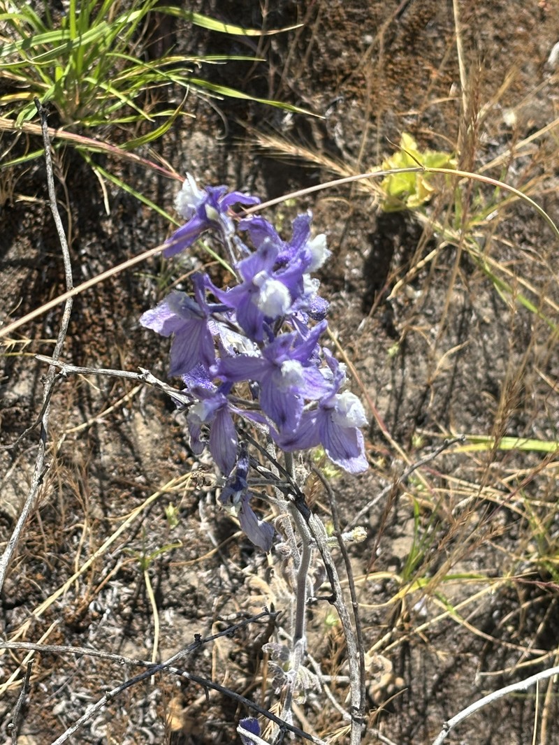 Delphinium variegatum subsp. thornei photo 4