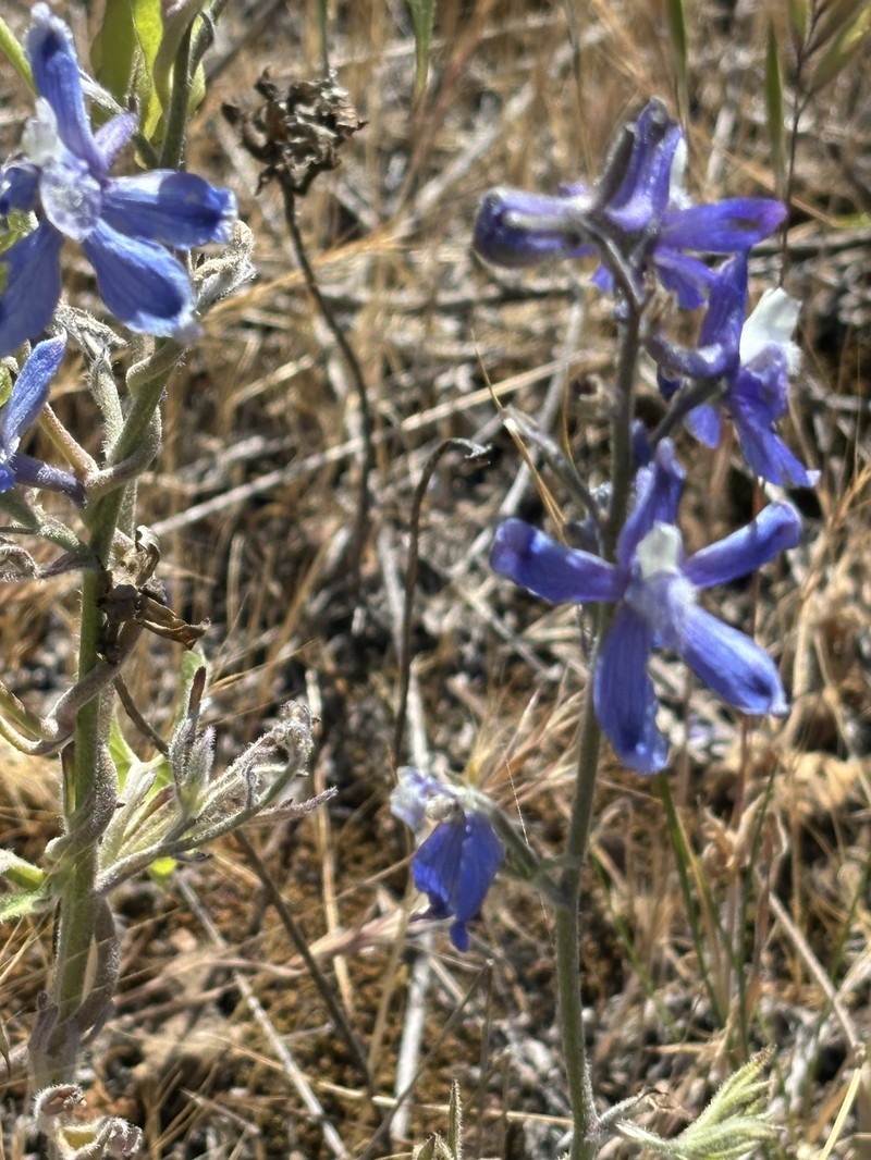 Delphinium variegatum subsp. thornei photo 5