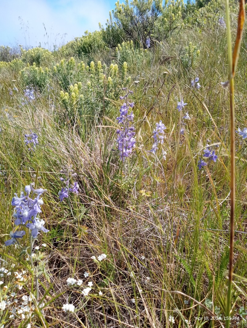 Delphinium variegatum subsp. thornei photo 6
