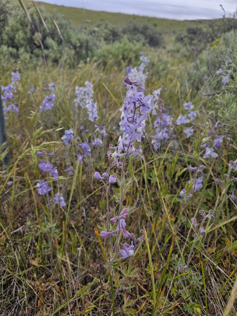 Delphinium variegatum subsp. thornei photo 7