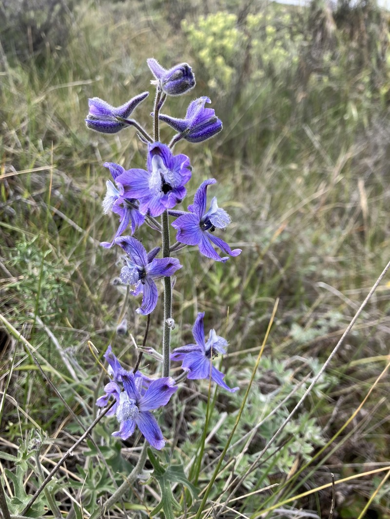 Delphinium variegatum subsp. thornei photo 8