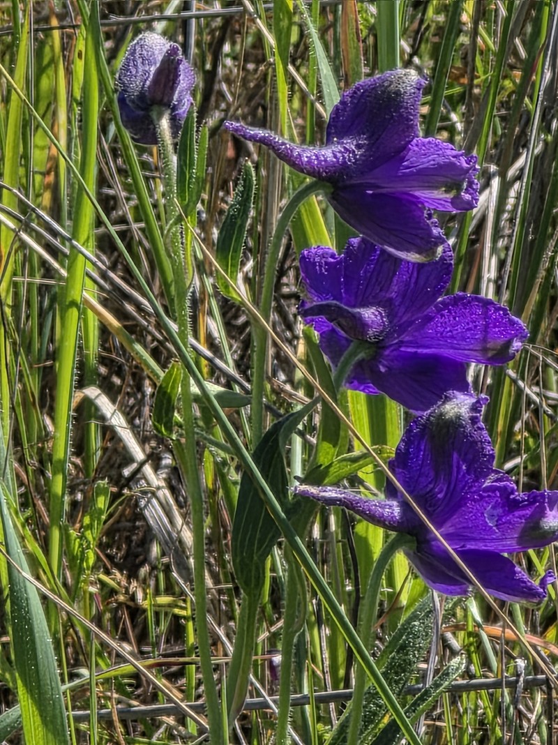Delphinium variegatum subsp. variegatum