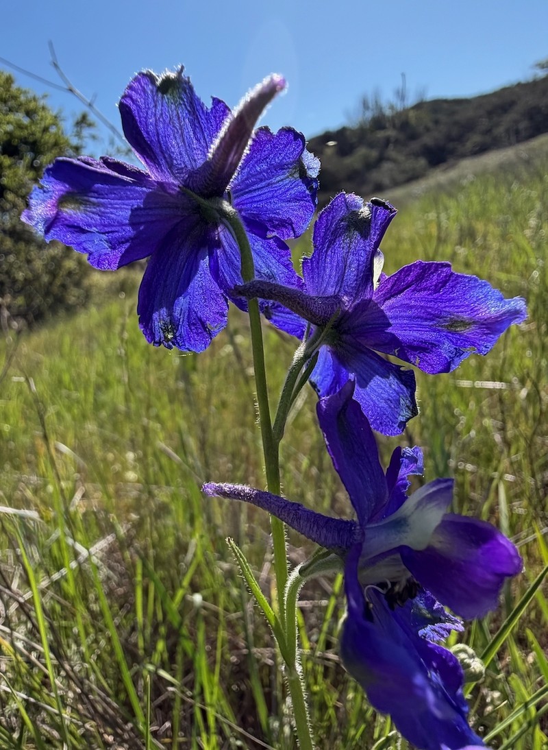 Delphinium variegatum subsp. variegatum photo 2