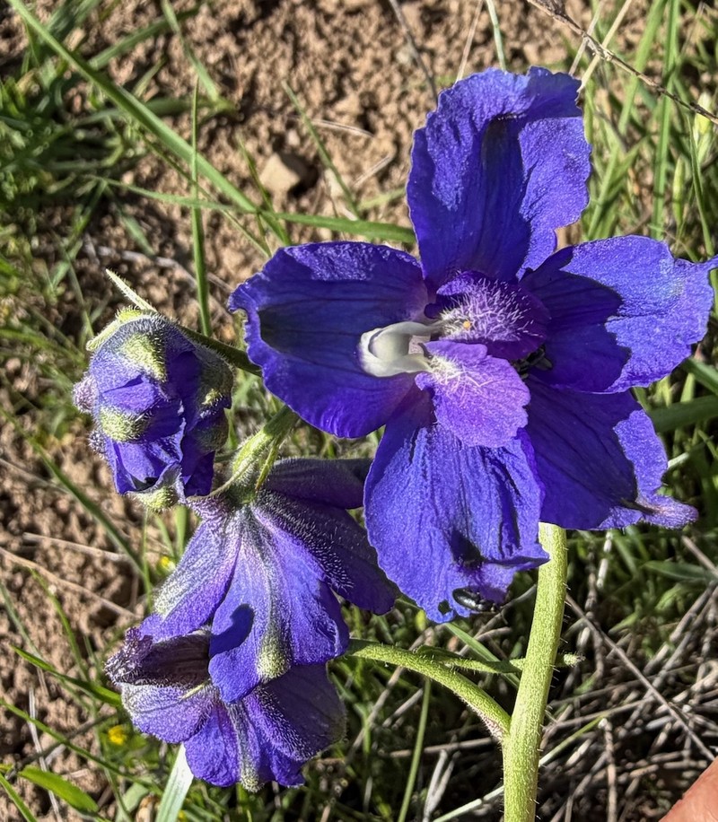 Delphinium variegatum subsp. variegatum photo 3