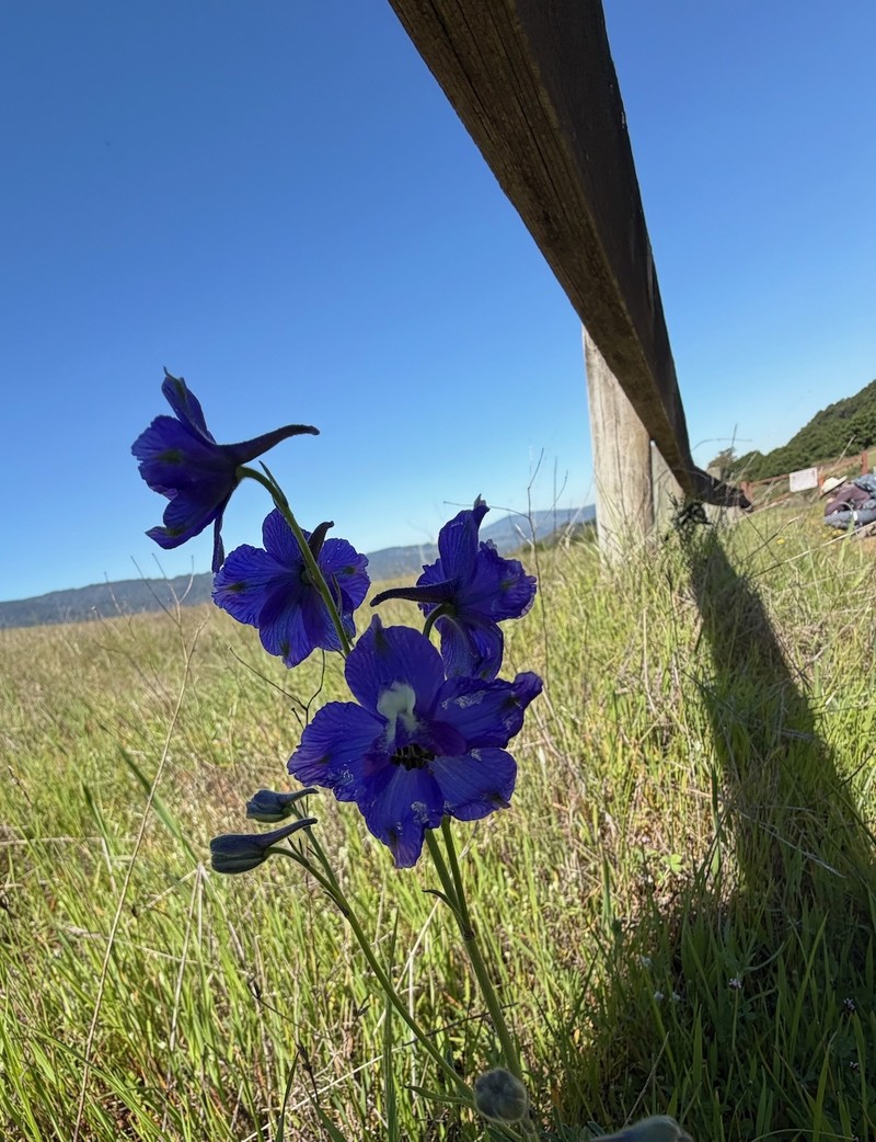 Delphinium variegatum subsp. variegatum photo 4