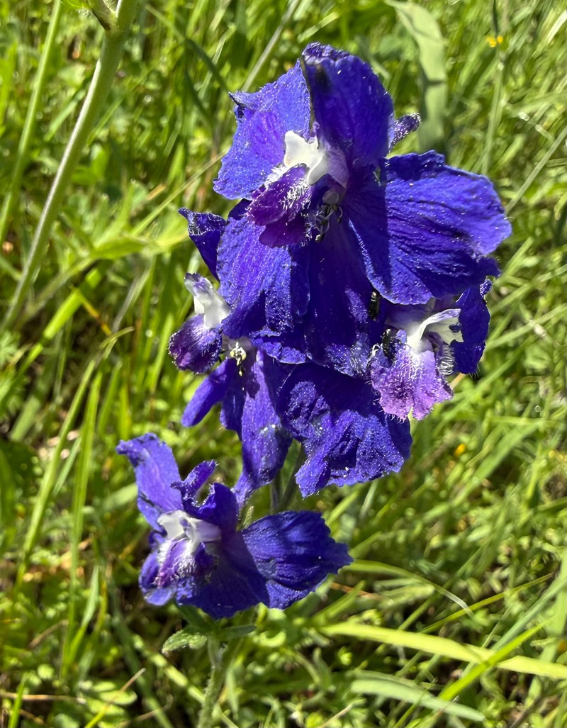 Delphinium variegatum subsp. variegatum photo 5