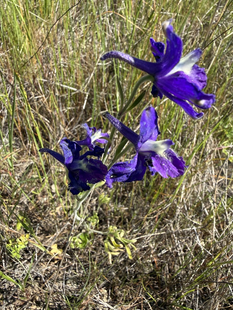 Delphinium variegatum subsp. variegatum photo 6