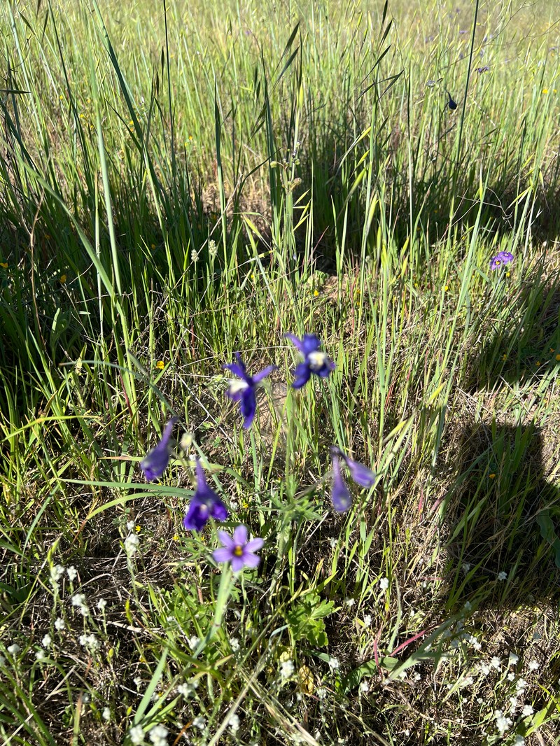 Delphinium variegatum subsp. variegatum photo 7