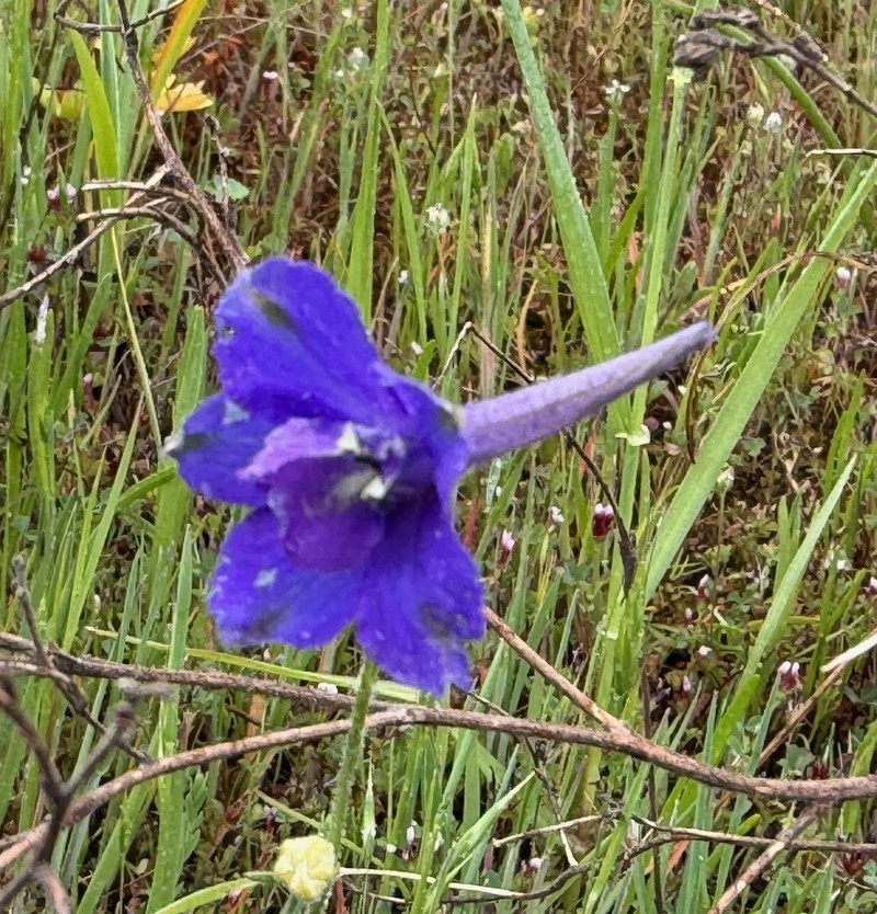 Delphinium variegatum subsp. variegatum photo 8