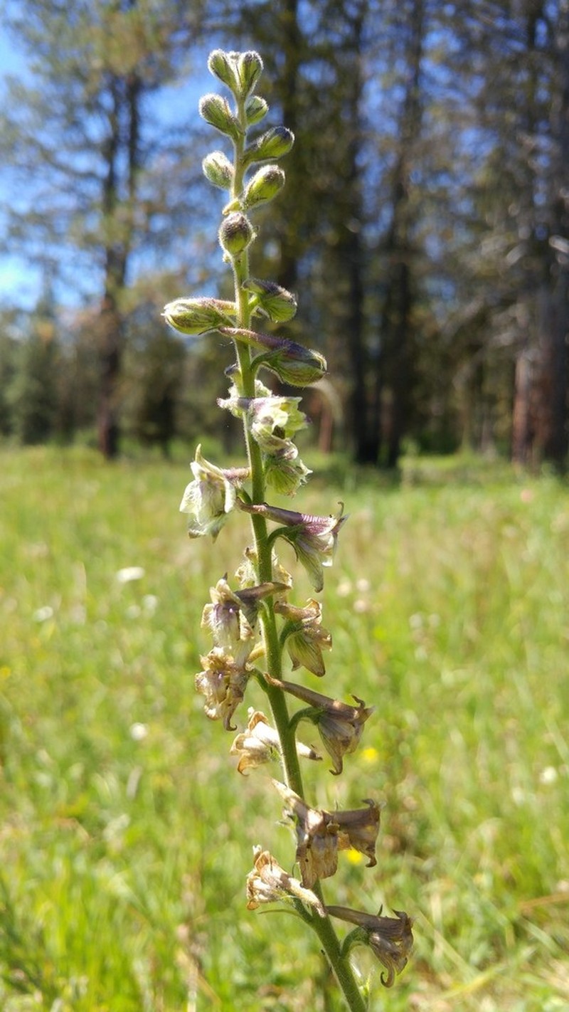 Wenatchee Larkspur