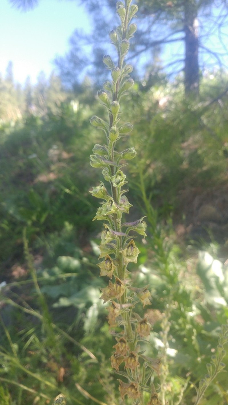 Wenatchee Larkspur photo 2