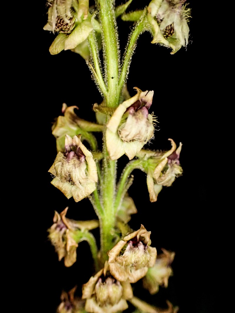 Wenatchee Larkspur photo 3