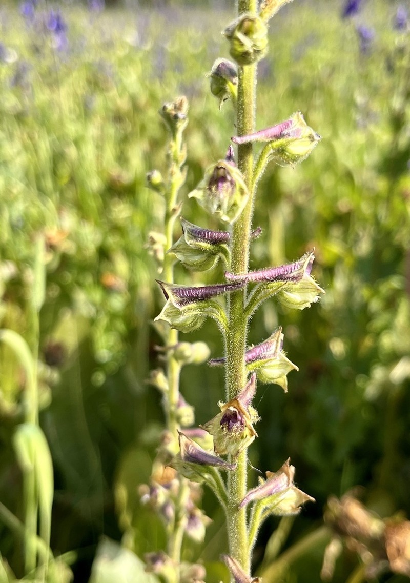 Wenatchee Larkspur photo 4