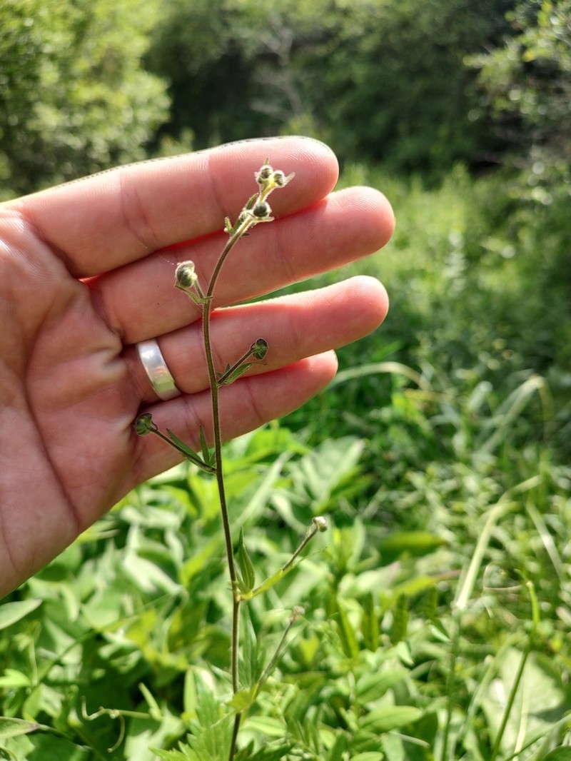 Wenatchee Larkspur photo 5