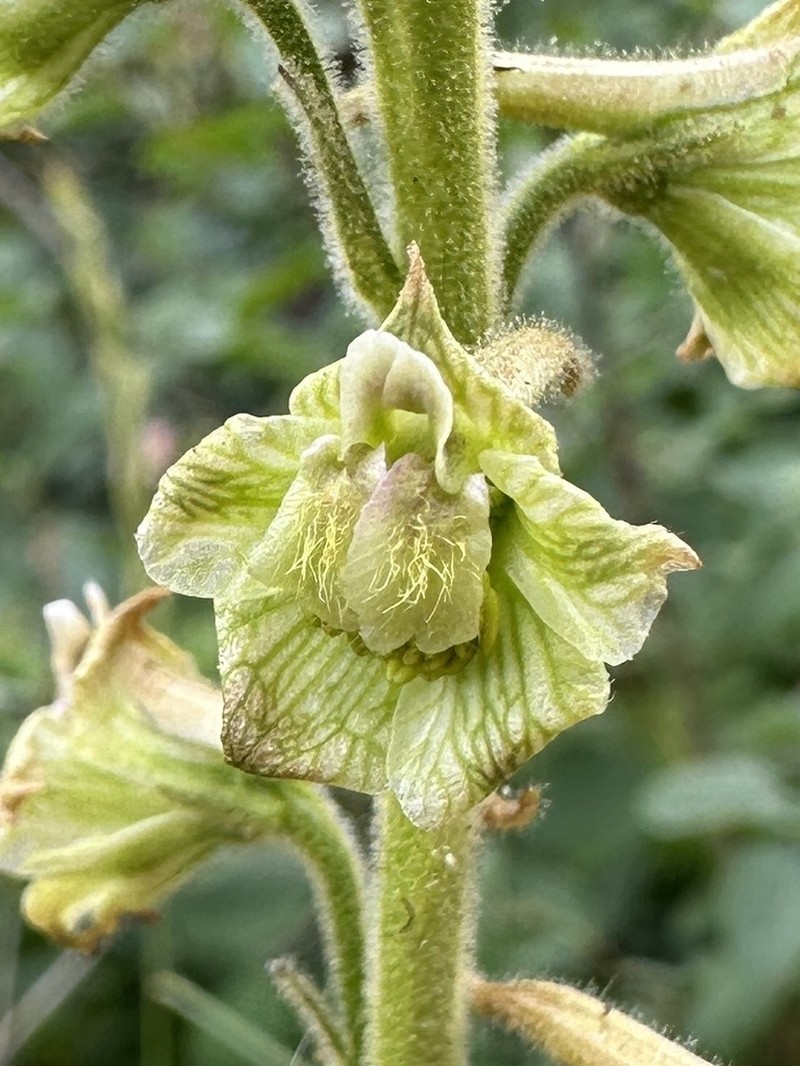 Wenatchee Larkspur photo 6