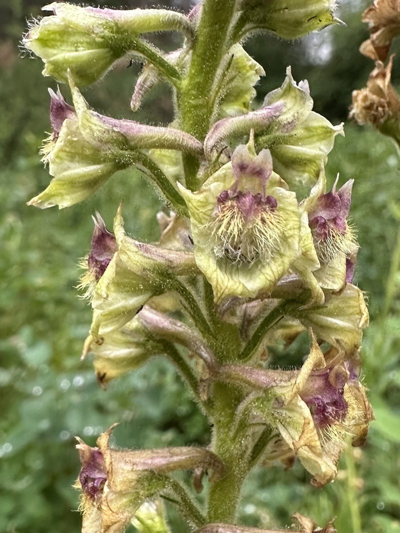 Wenatchee Larkspur photo 8