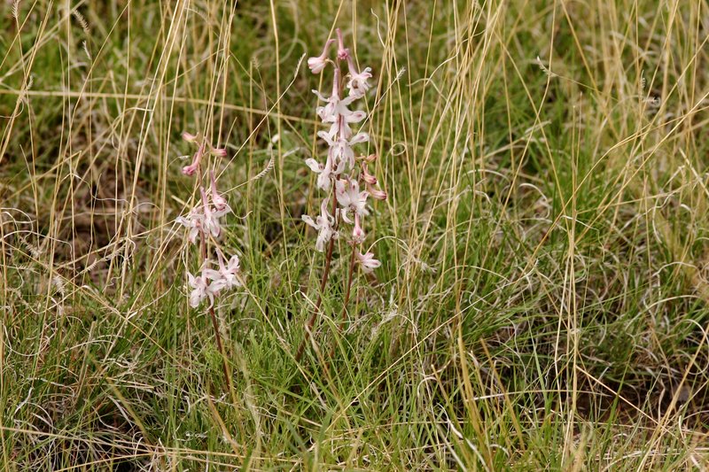 Organ Mountain Larkspur