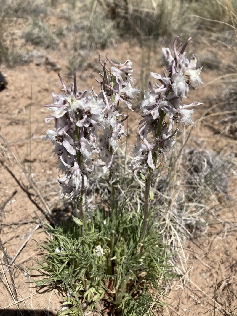 Organ Mountain Larkspur