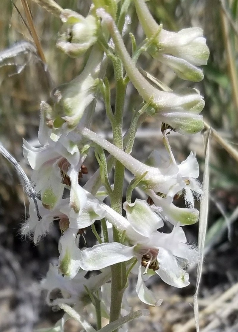 Organ Mountain Larkspur photo 2