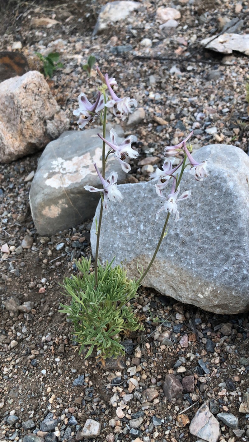 Organ Mountain Larkspur photo 3