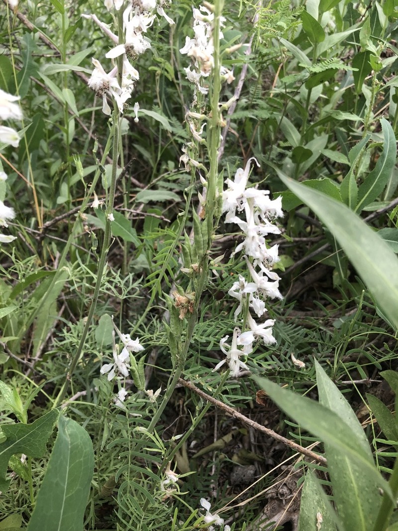 Organ Mountain Larkspur photo 4
