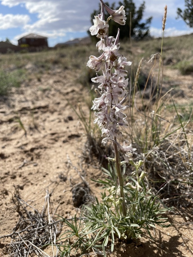 Organ Mountain Larkspur photo 5
