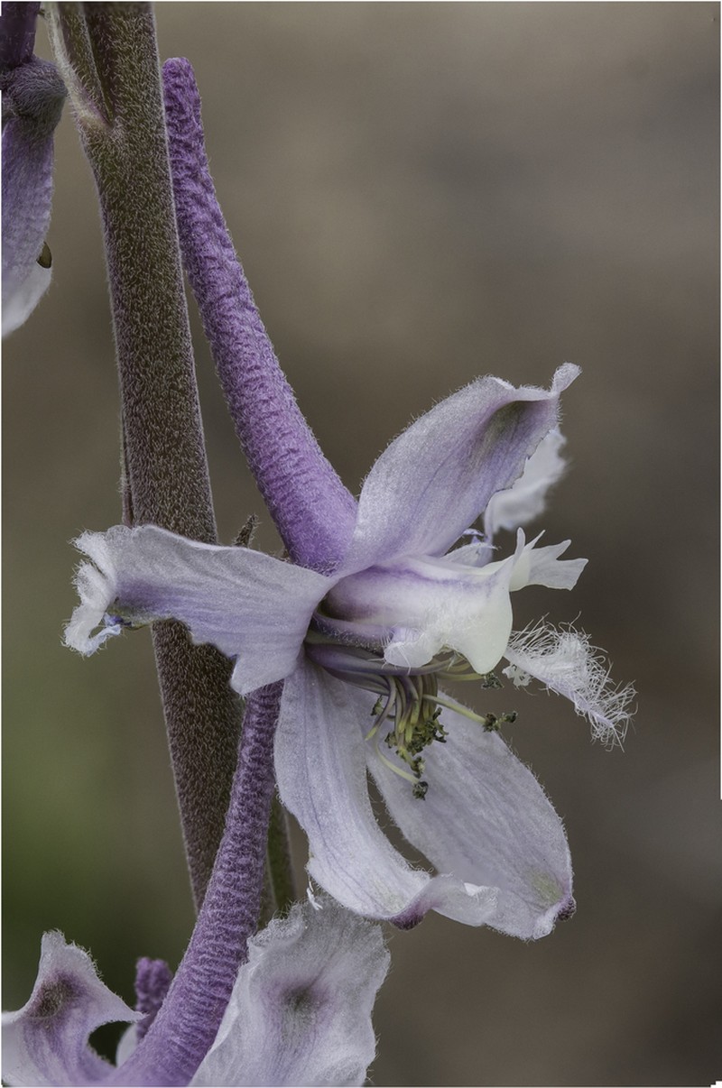 Organ Mountain Larkspur photo 6