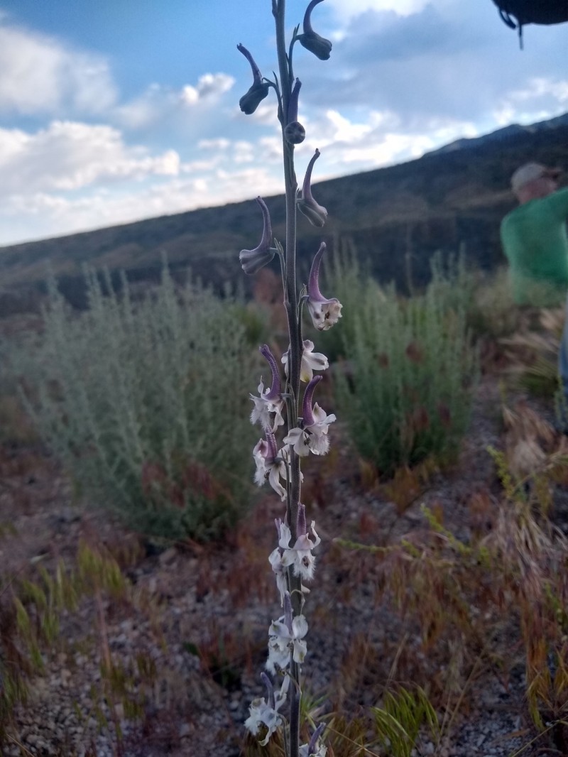 Organ Mountain Larkspur photo 7